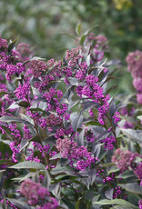 Proven Winners Callicarpa Pearl Glam 2 gal