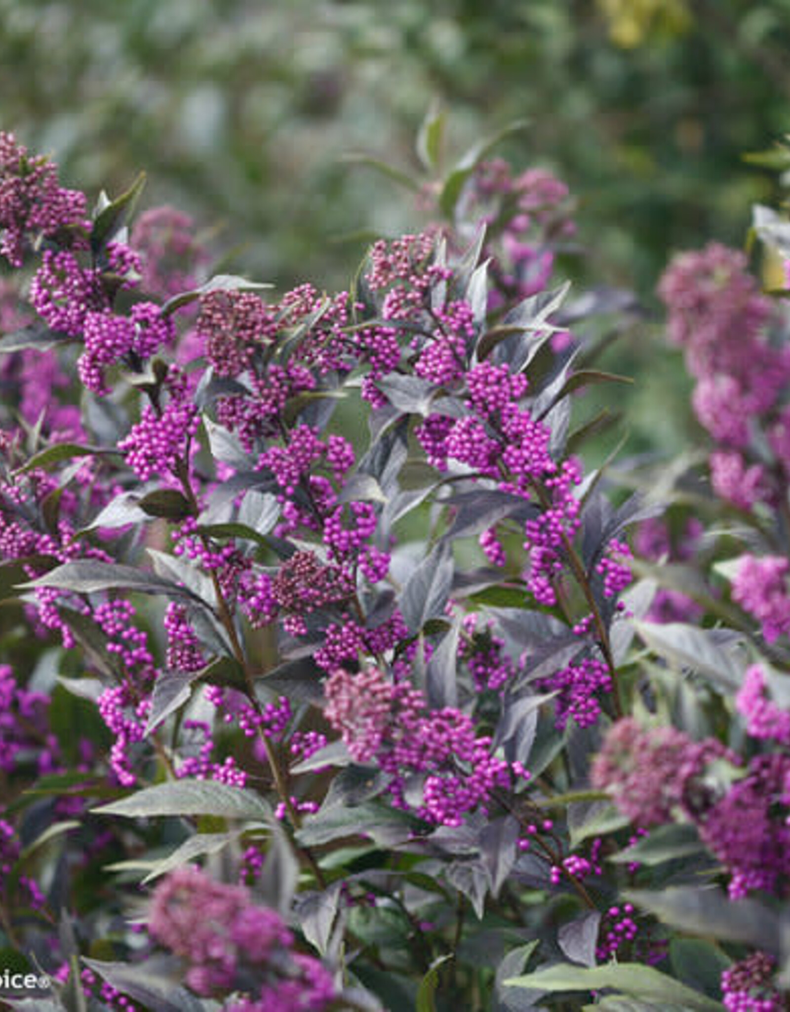 Proven Winners Callicarpa Pearl Glam 2 gal