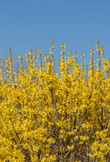 Forsythia Spring Fling 2gal