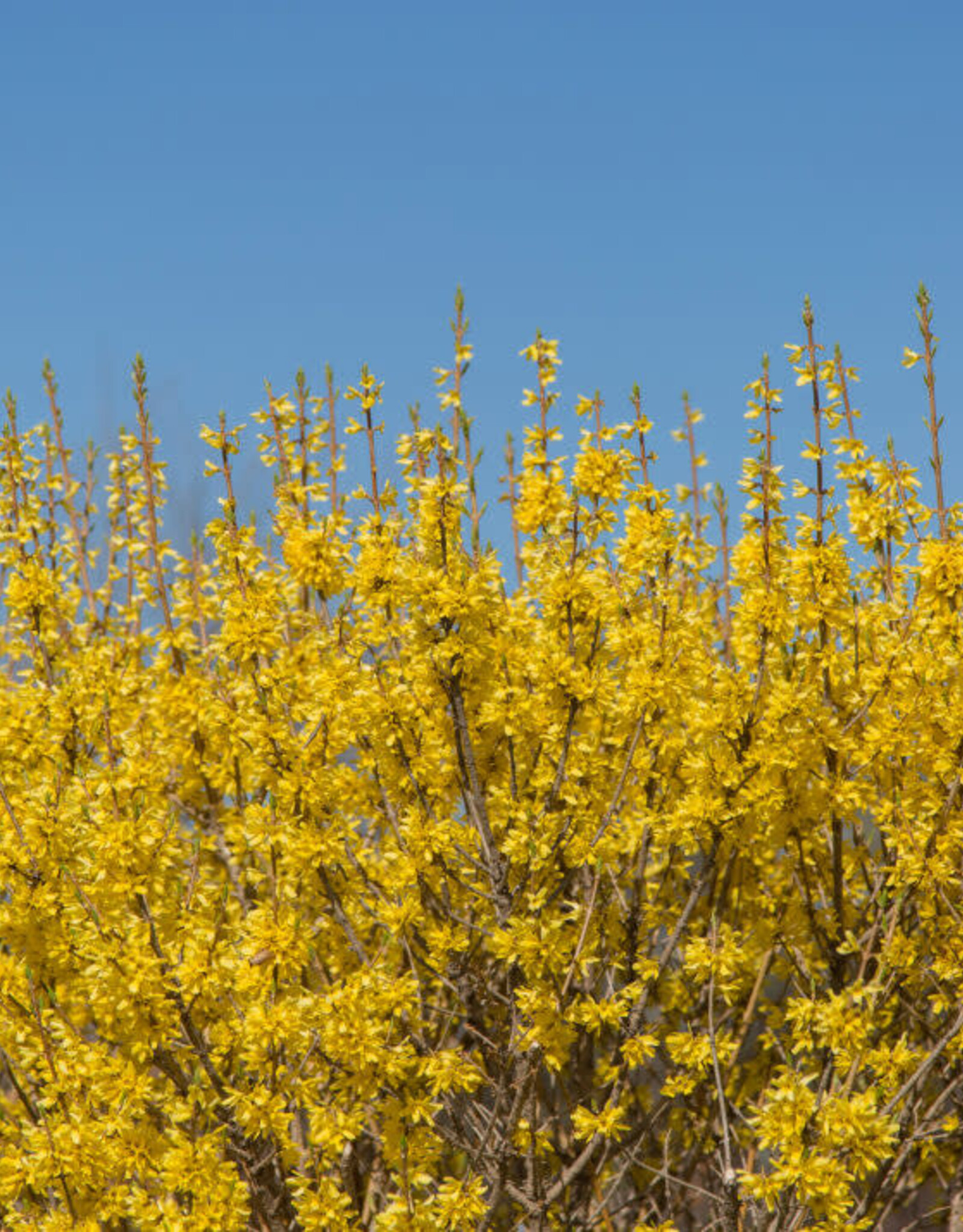 Forsythia Spring Fling 2gal