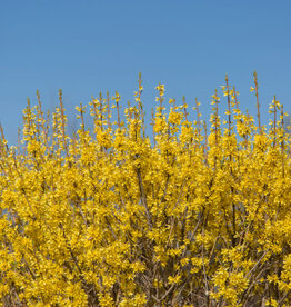 Forsythia Spring Fling 2gal