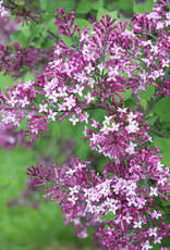 Proven Winners Lilac Bloomerang Dark Purple - Syringa 2 gal