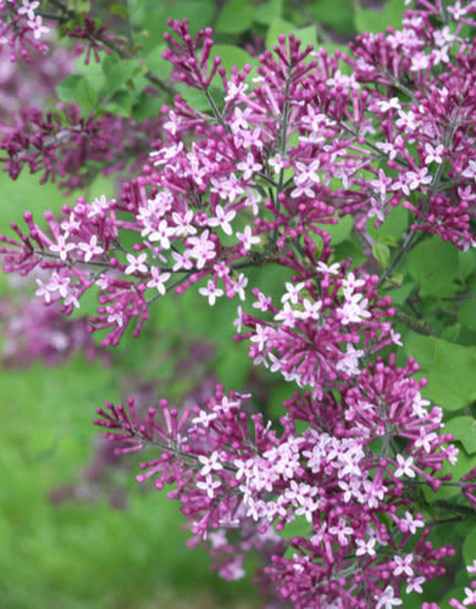Proven Winners Lilac Bloomerang Dark Purple - Syringa 2 gal