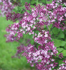 Proven Winners Lilac Bloomerang Dark Purple - Syringa 2 gal