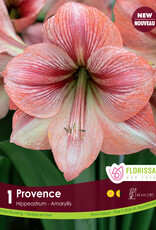 Amaryllis Provence - Bulb