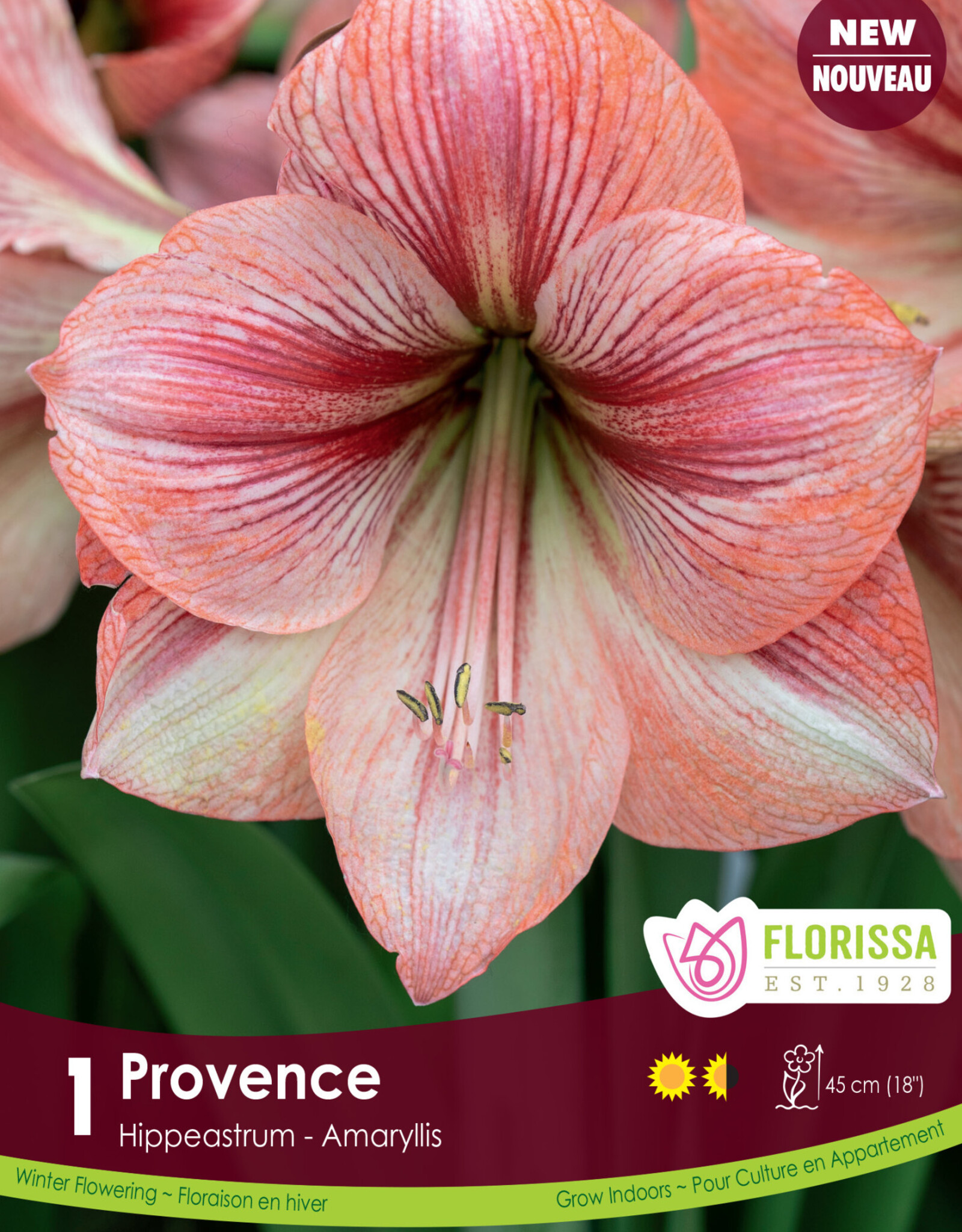 Amaryllis Provence - Bulb