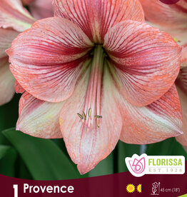 Amaryllis Provence - Bulb