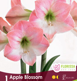 Amaryllis Apple Blossom - Bulb