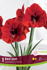 Amaryllis Red Lion - Bulb