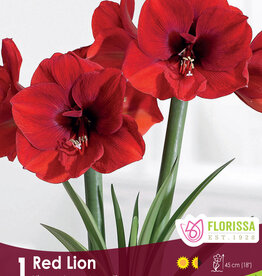 Amaryllis Red Lion - Bulb