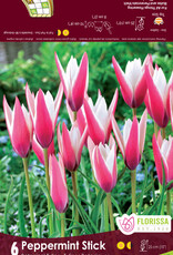 Assorted Tulip Bulbs