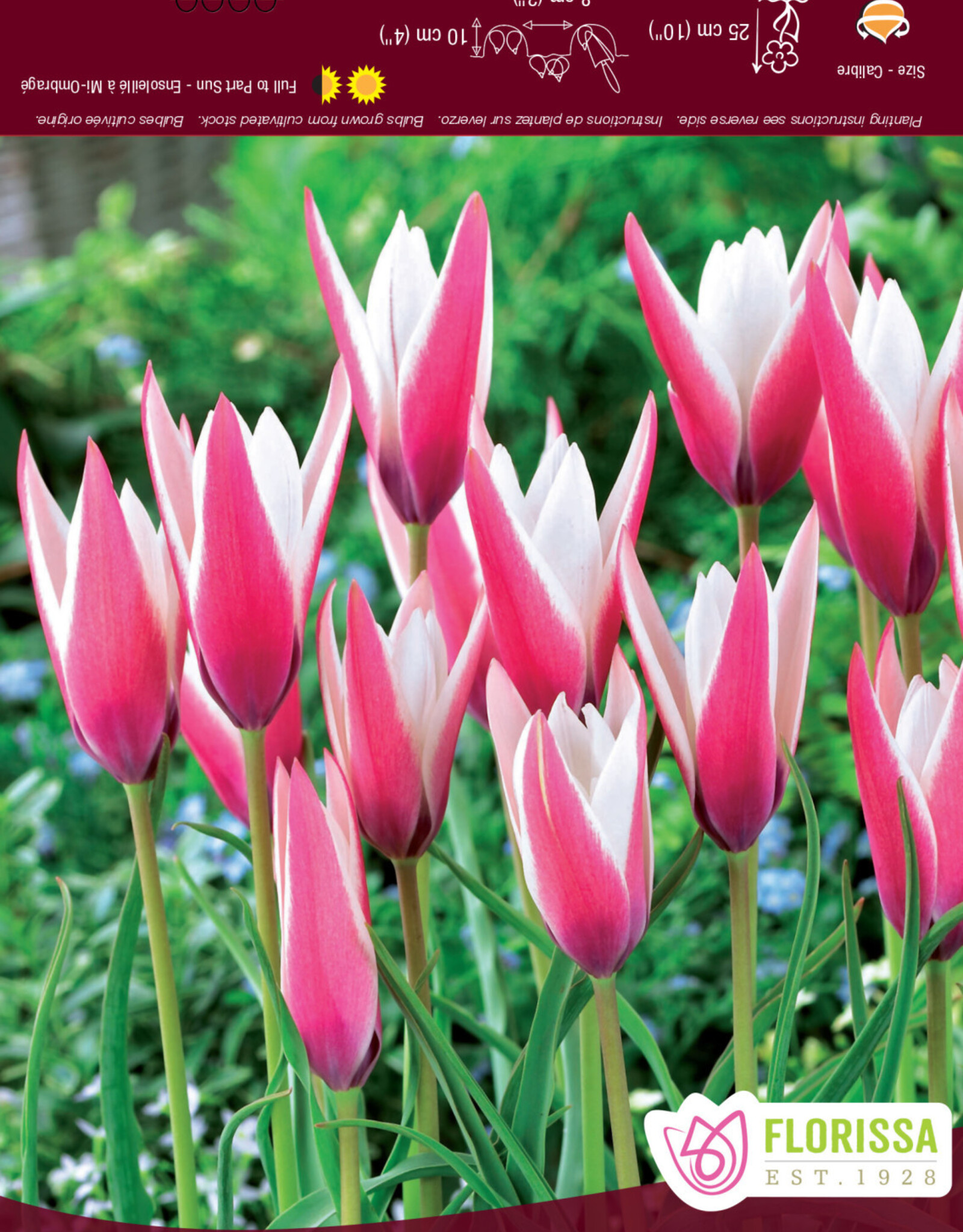 Assorted Tulip Bulbs