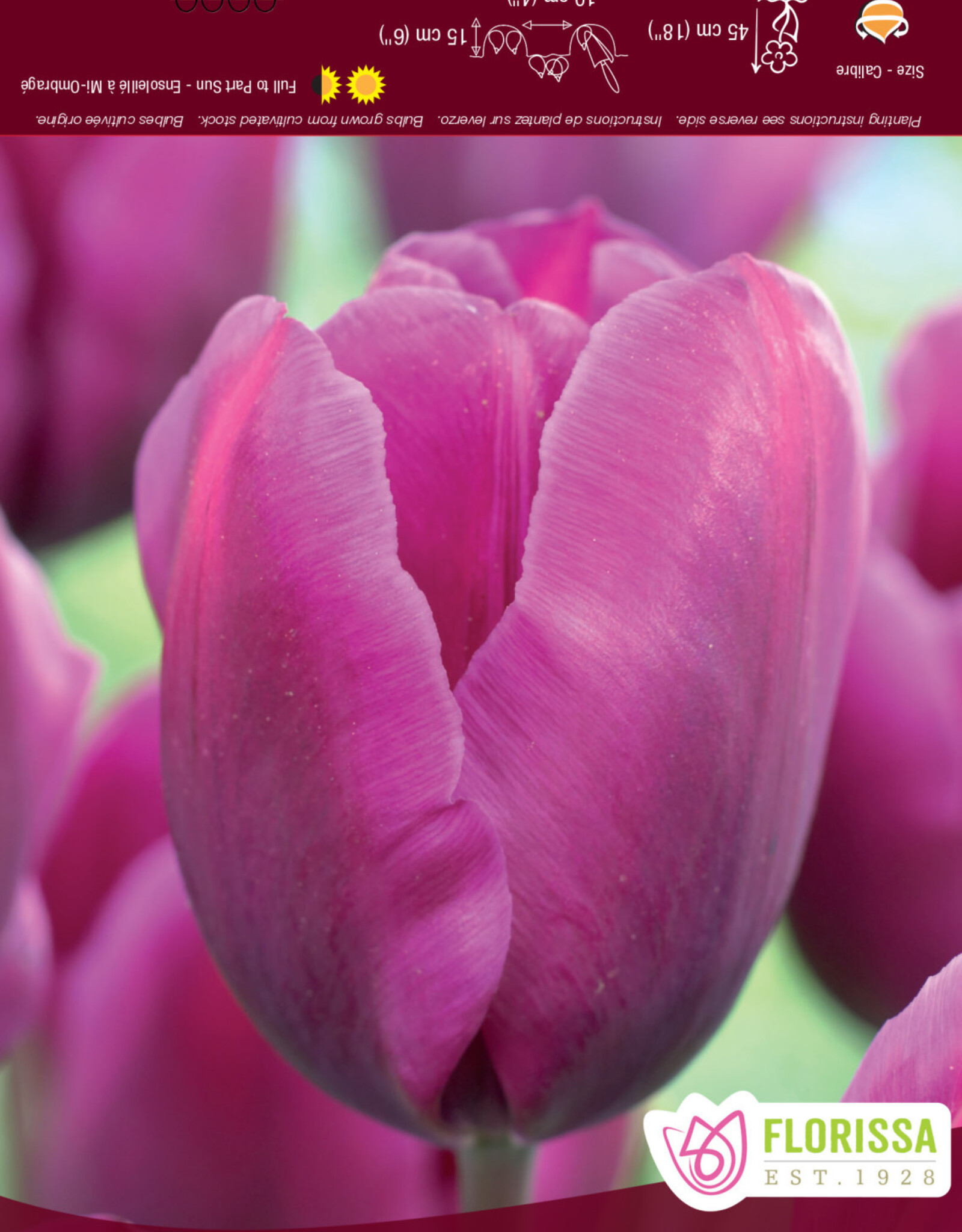 Assorted Tulip Bulbs