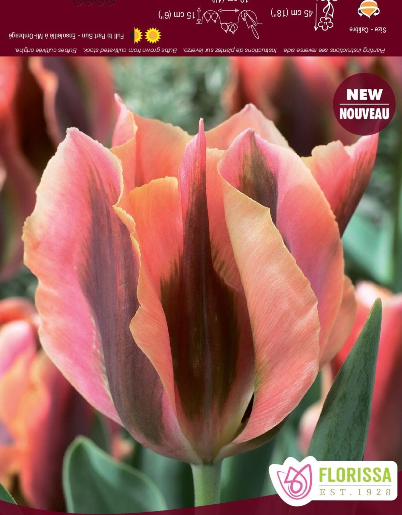 Assorted Tulip Bulbs