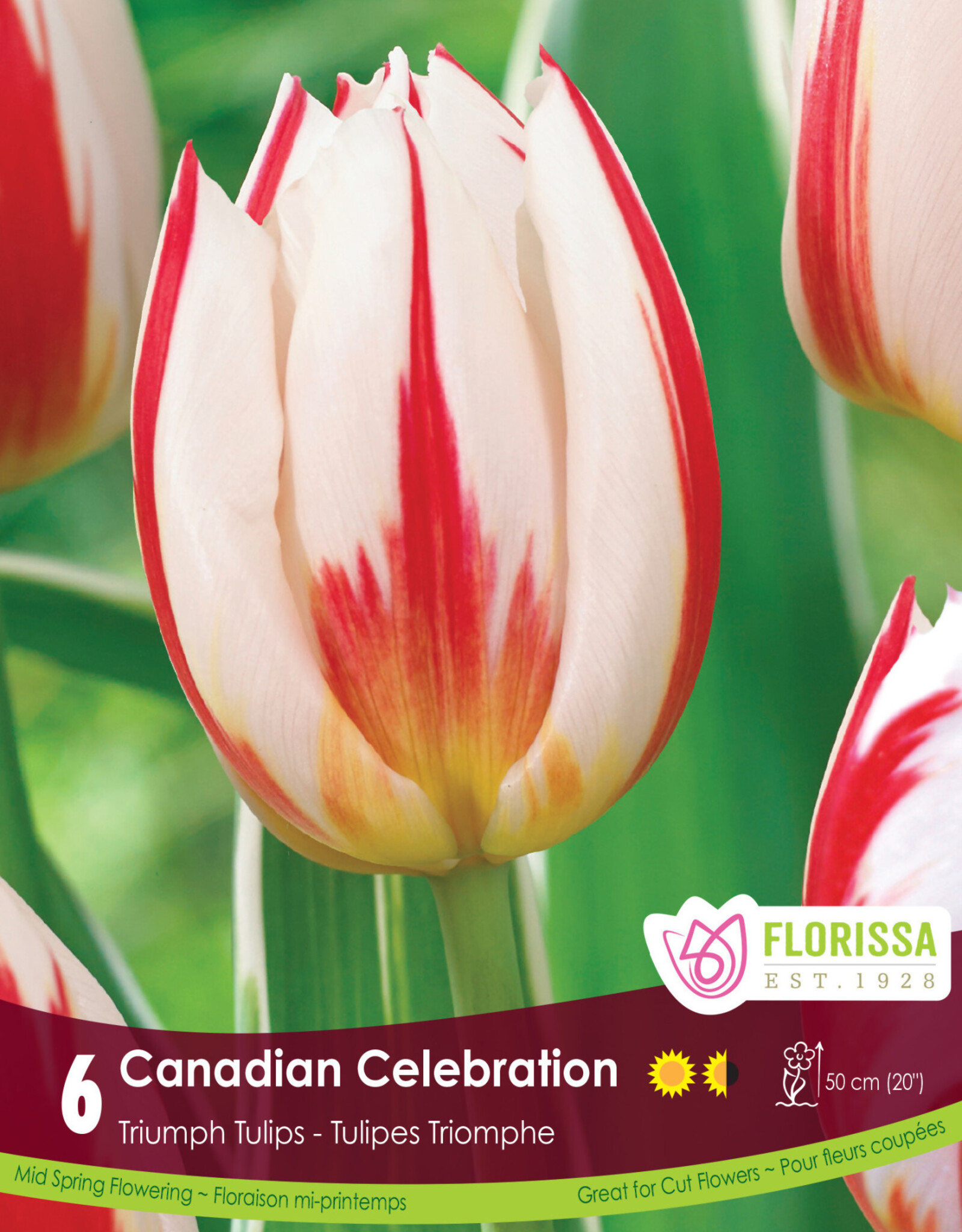 Assorted Tulip Bulbs