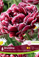 Assorted Tulip Bulbs