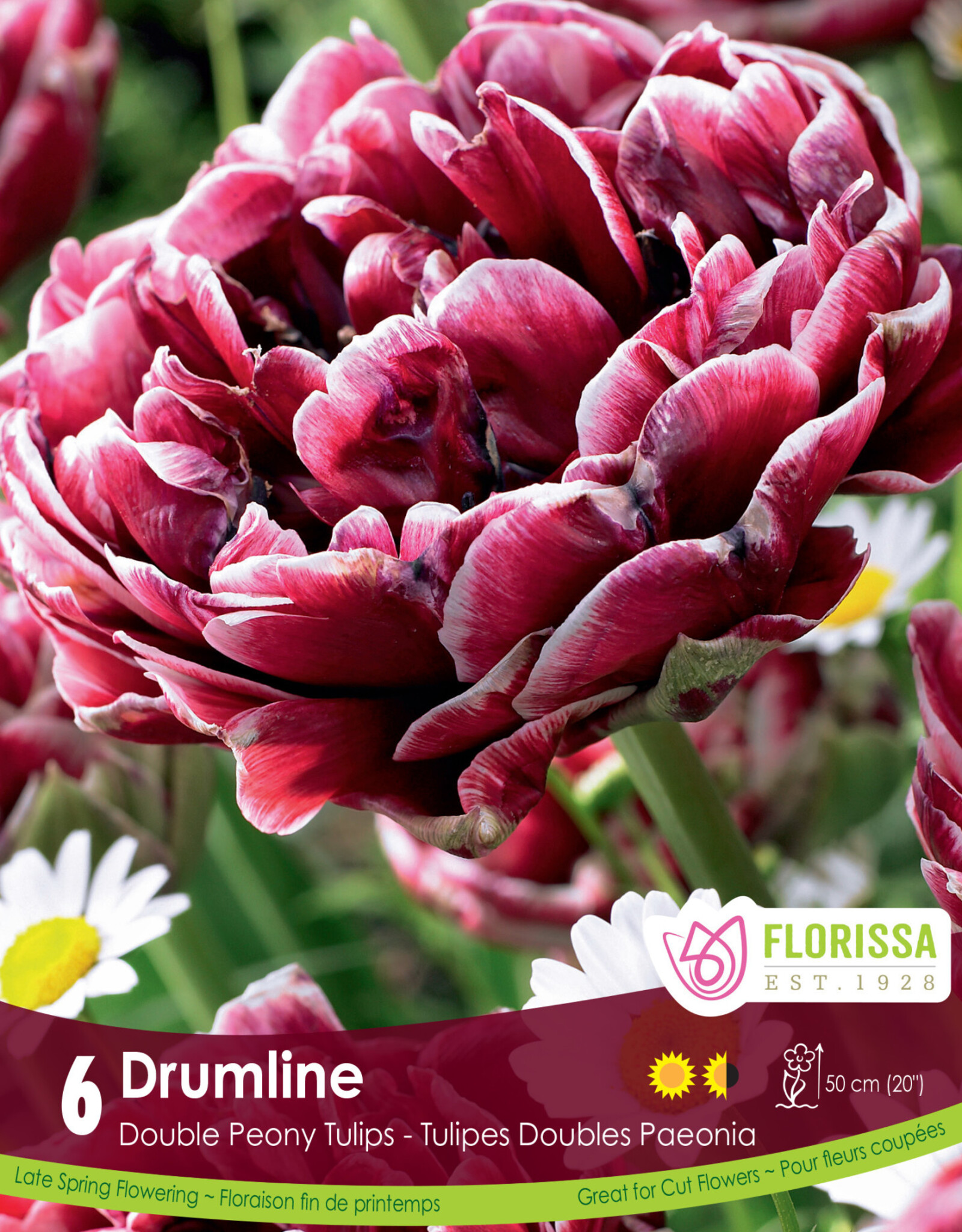 Assorted Tulip Bulbs