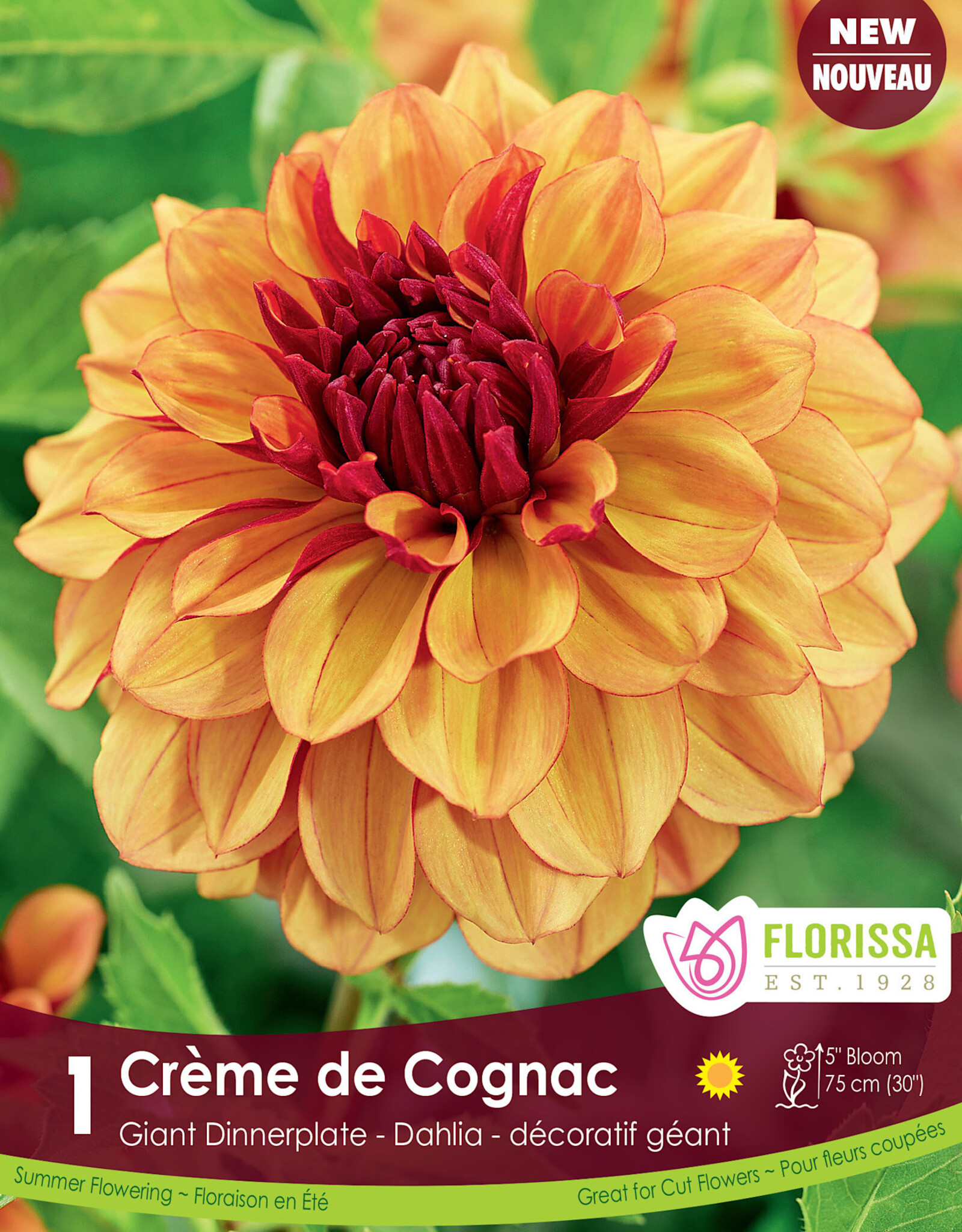 Dahlia Dec. Creme de Cognac - Package of 1