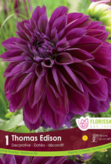 Dahlia Dec. Thomas Edison - Package of 1