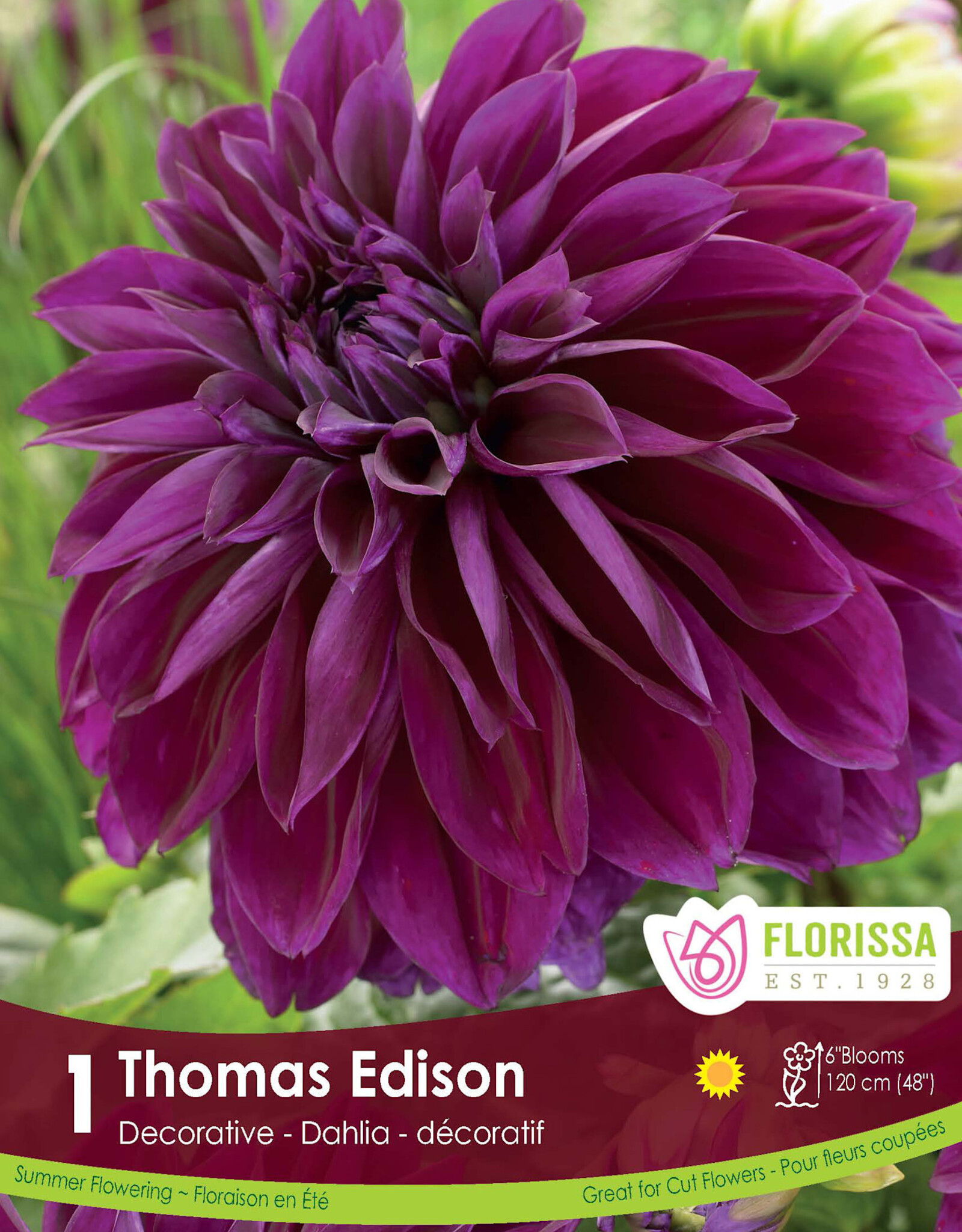Dahlia Dec. Thomas Edison - Package of 1