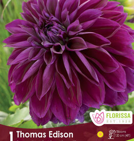 Dahlia Dec. Thomas Edison - Package of 1
