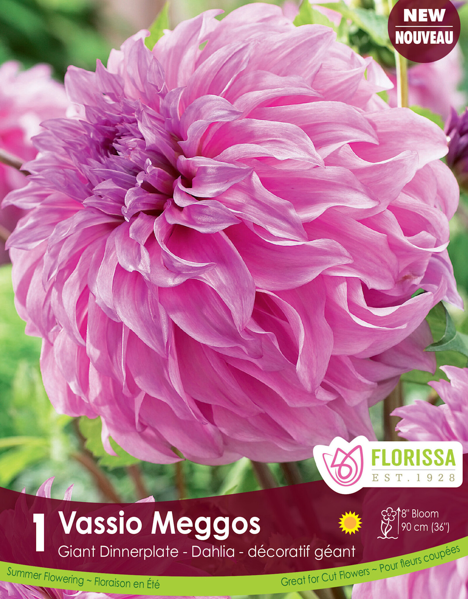 Dahlia Dinnerplate Vassio Meggos  - Package of 1