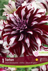 Dahlia Dinnerplate  Tartan  - Package of 1