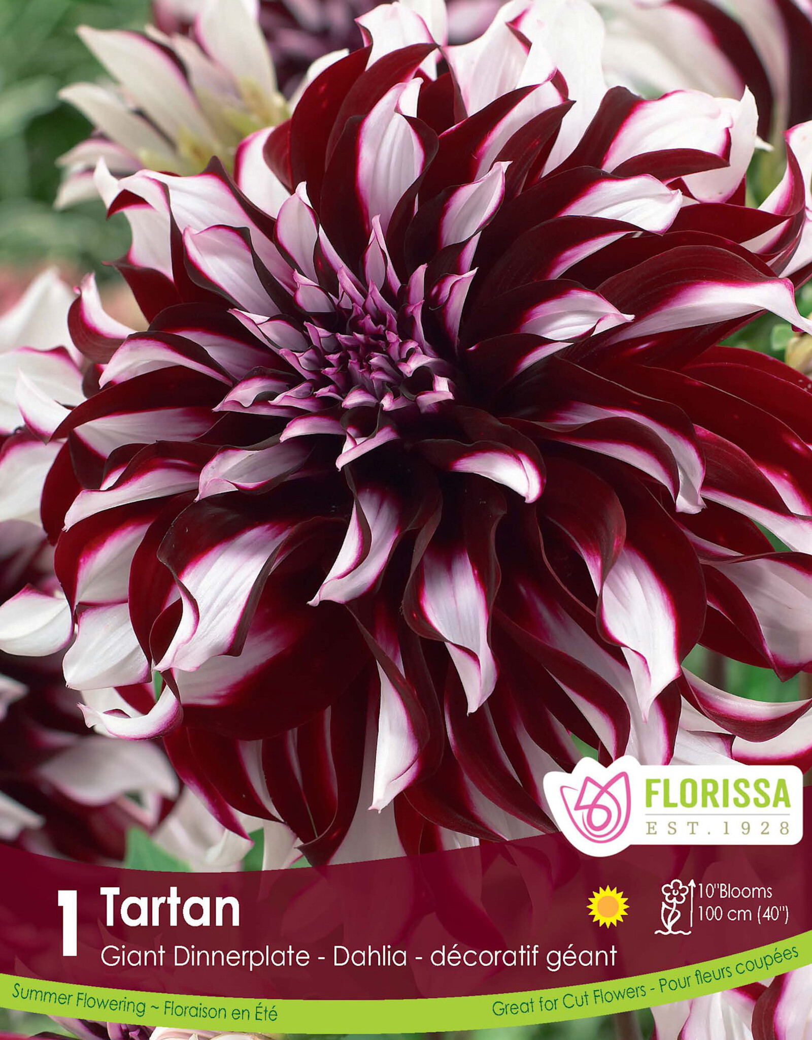 Dahlia Dinnerplate  Tartan  - Package of 1