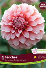 Dahlia Dec. Peaches Premium - Package of 1