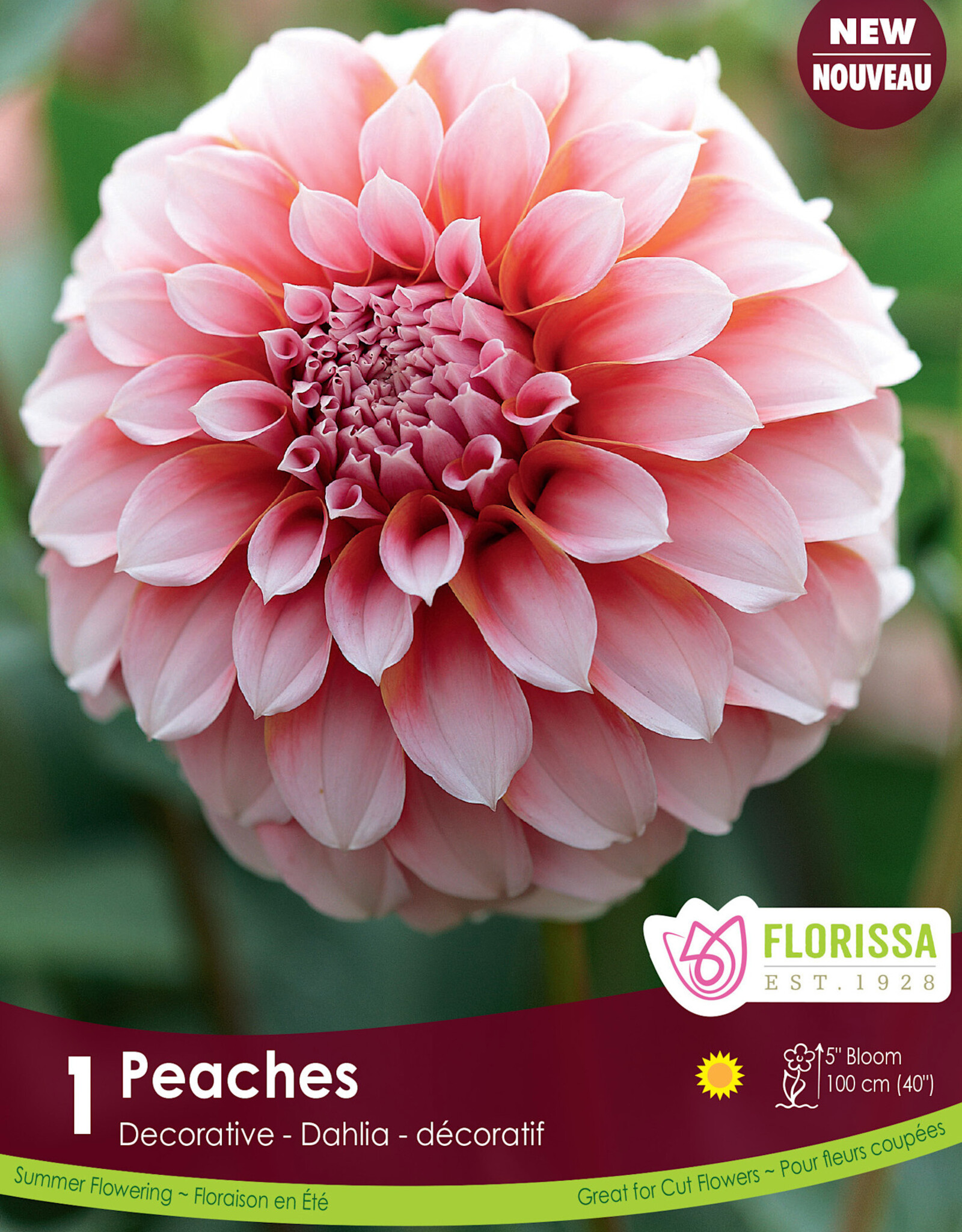 Dahlia Dec. Peaches Premium - Package of 1