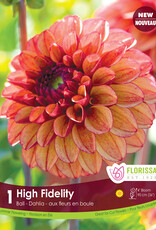 Dahlia Dec. High Fidelity - Package of 1