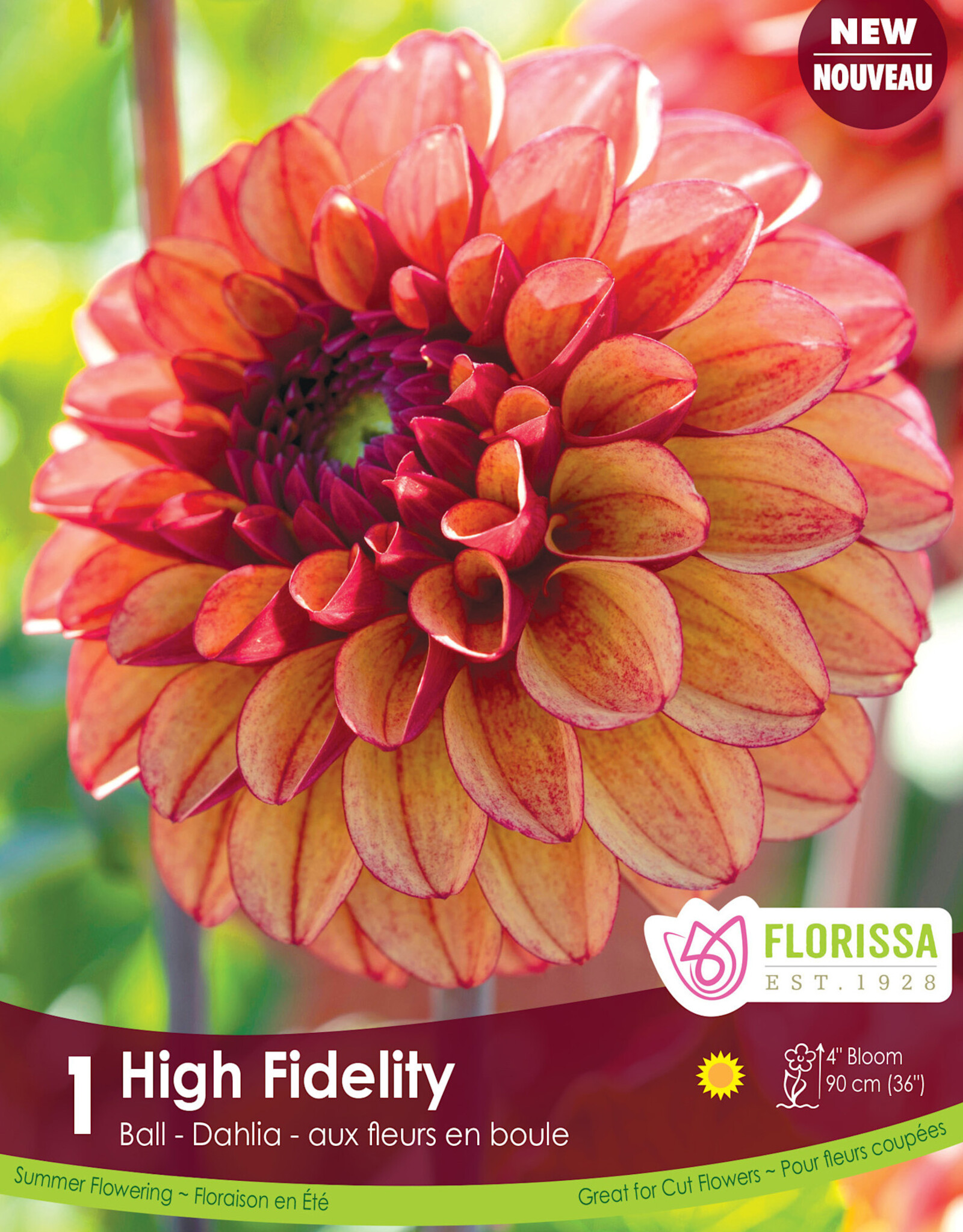 Dahlia Dec. High Fidelity - Package of 1