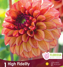 Dahlia Dec. High Fidelity - Package of 1