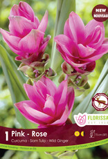 Curcuma Pink Pkg1
