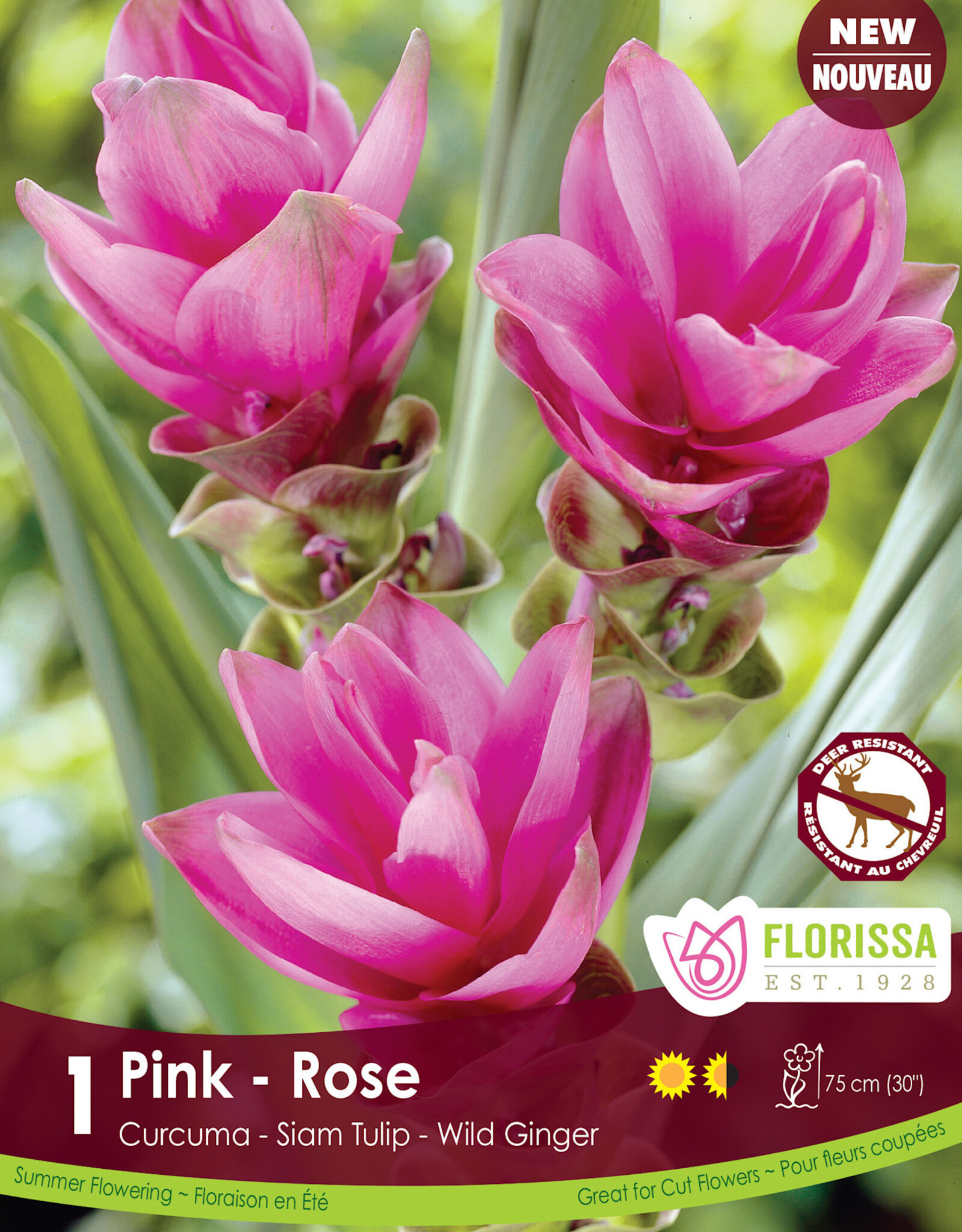 Curcuma Pink Pkg1