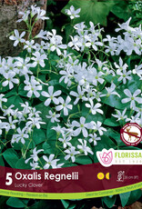 Oxalis pkg10