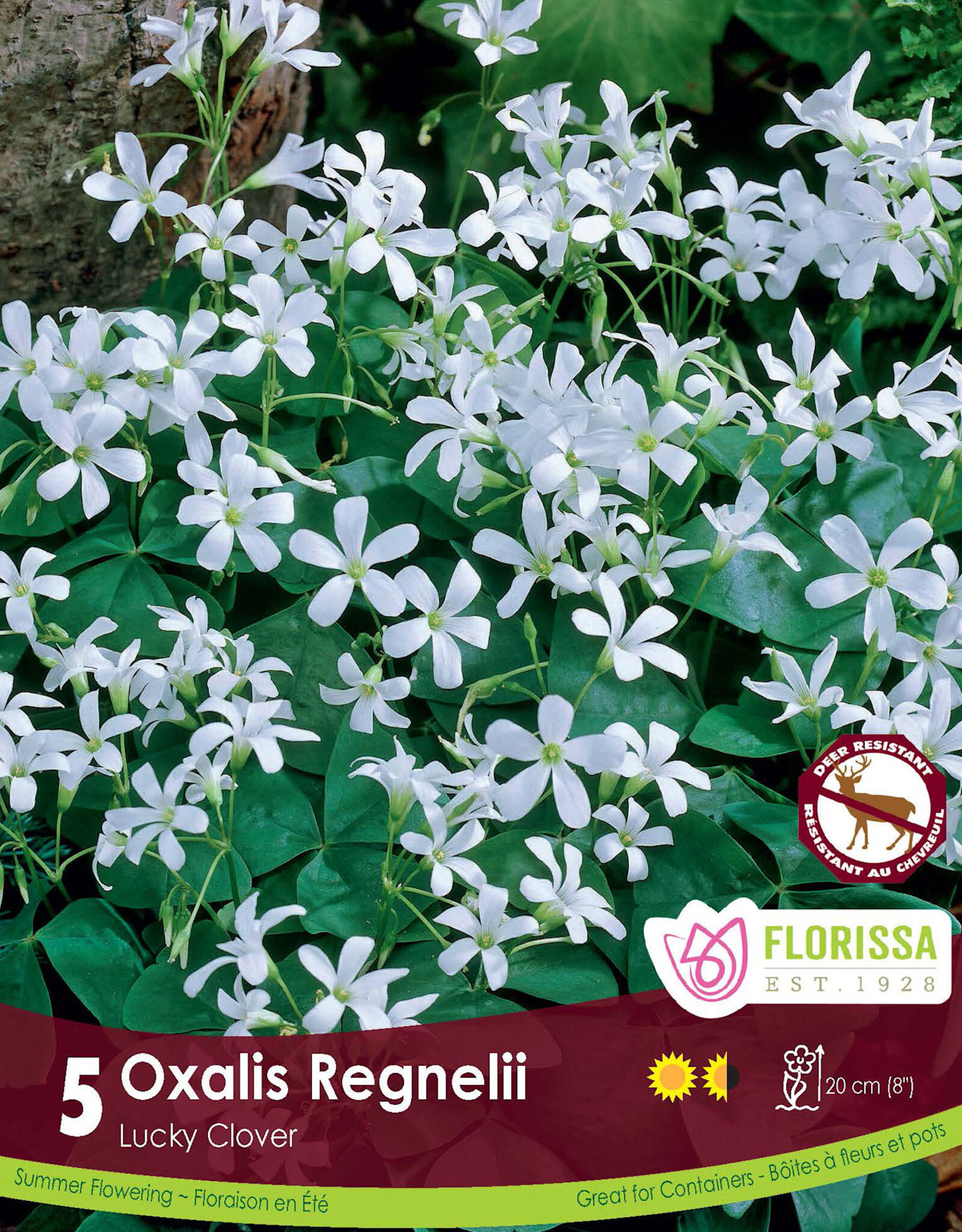 Oxalis pkg10