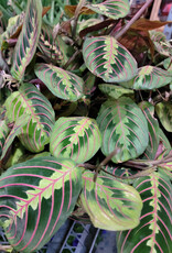 Prayer Plant Red 4 inch