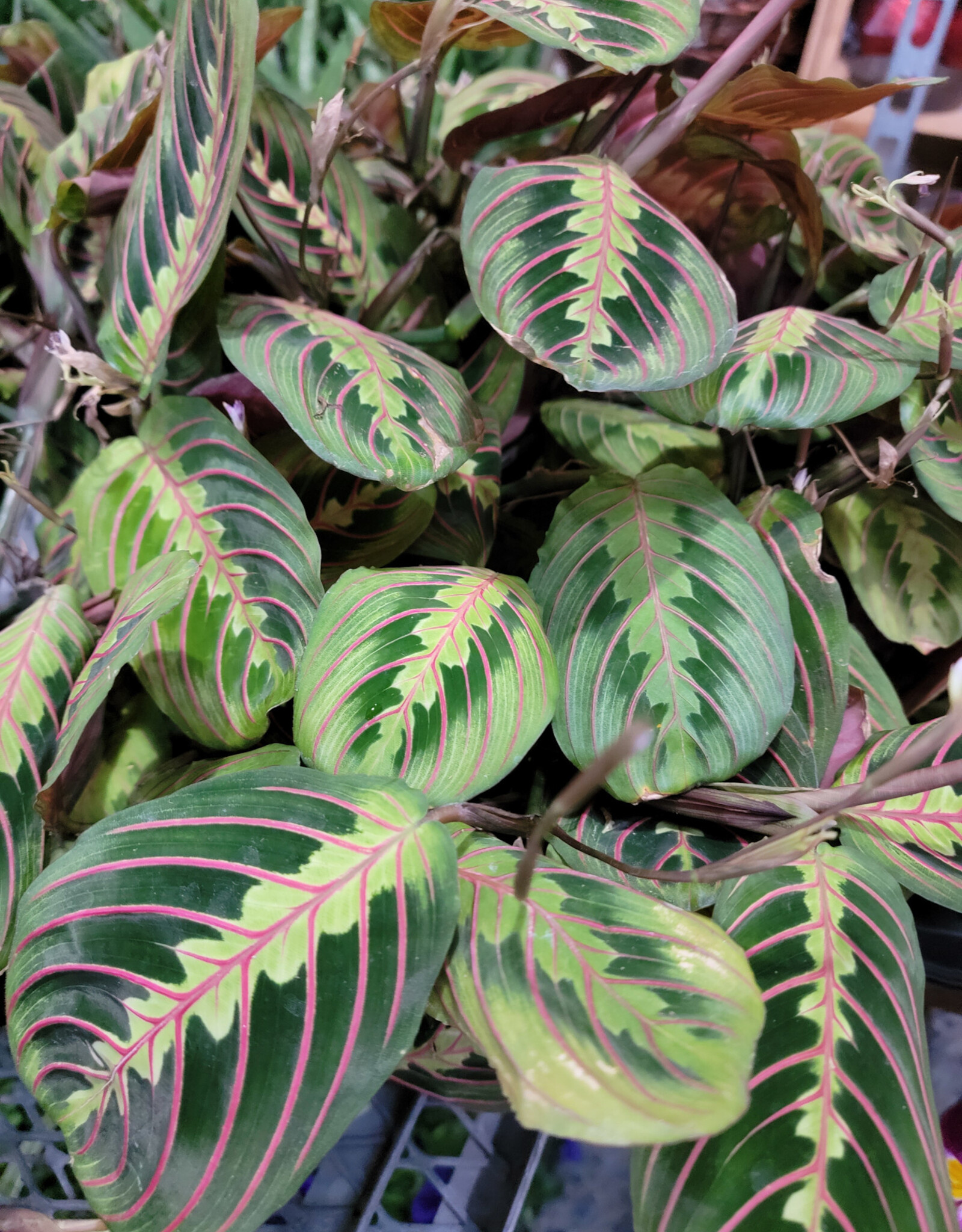 Prayer Plant Red 4 inch