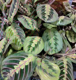Prayer Plant Red 4 inch