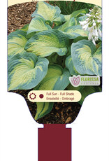 Hosta Color Glory 1gal