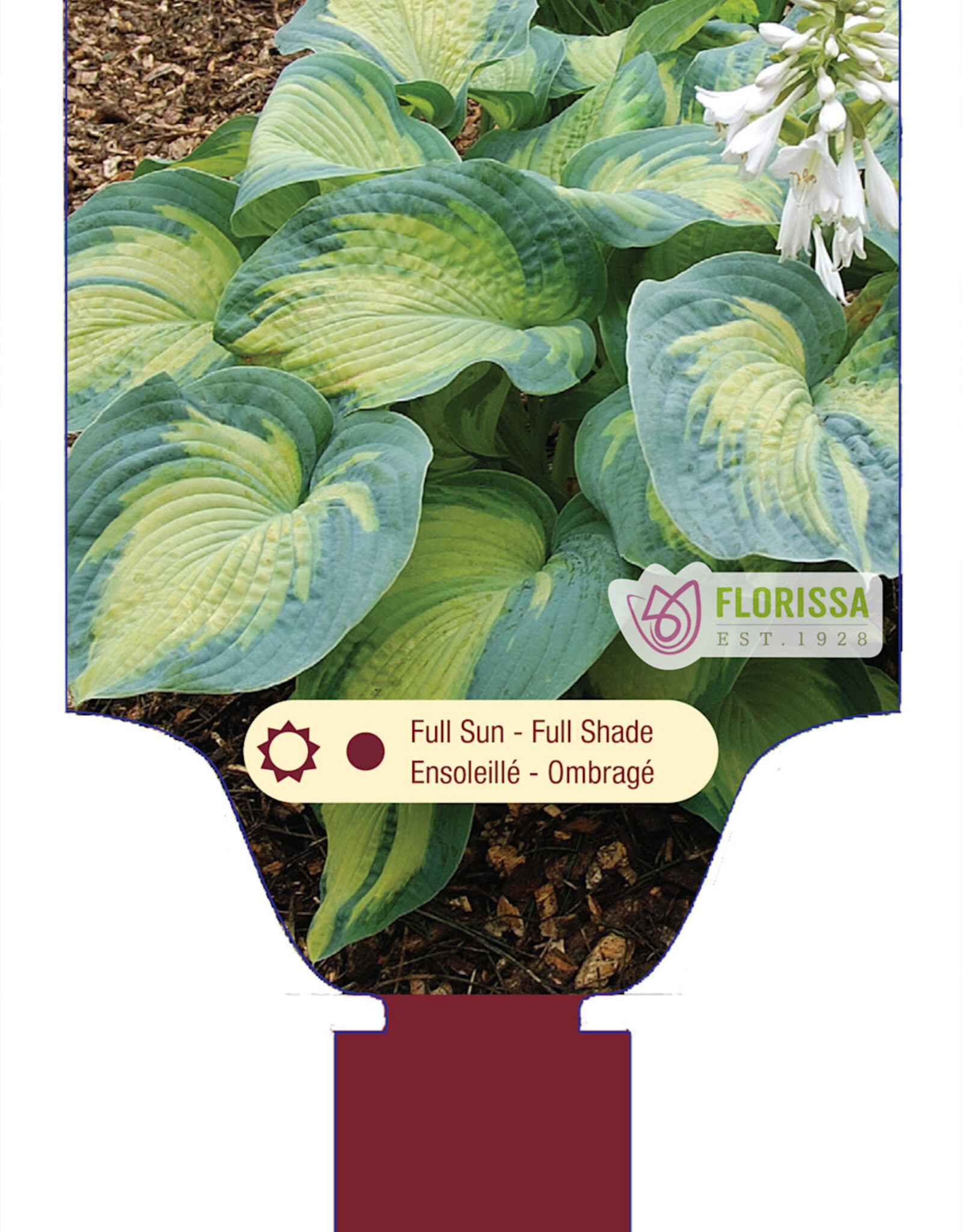 Hosta Color Glory 1gal