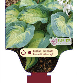 Hosta Color Glory 1gal