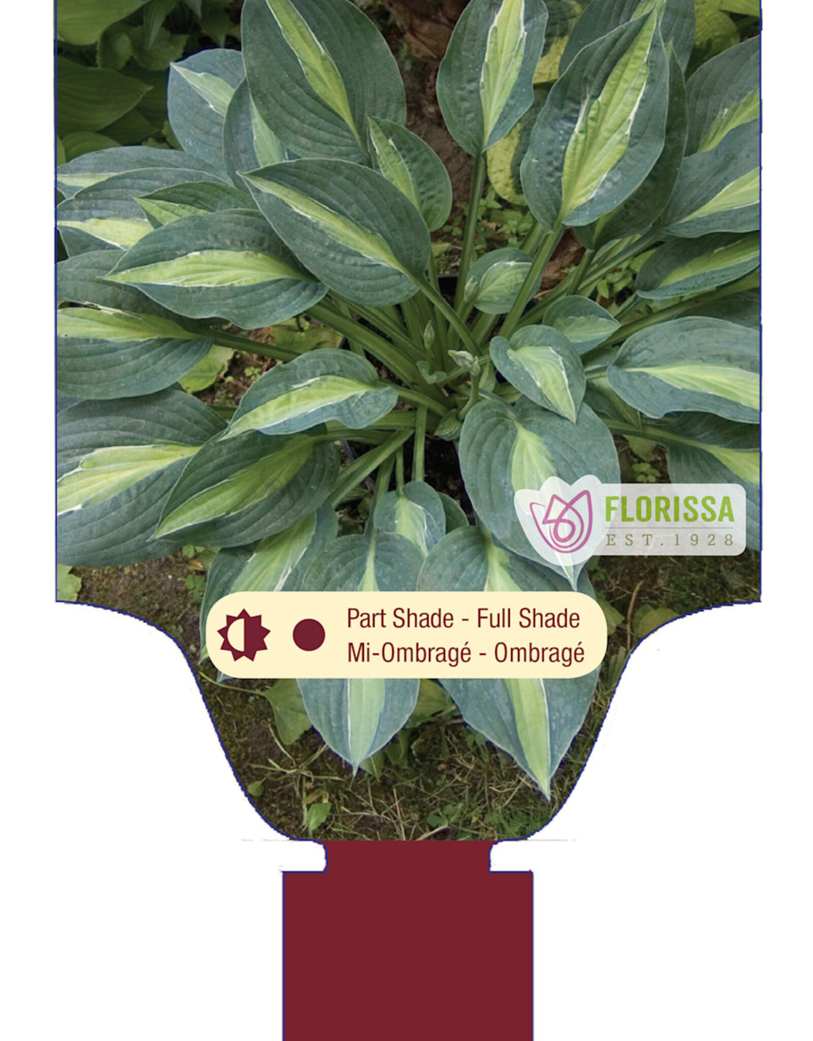 Hosta Kiwi Full Monty 1gal