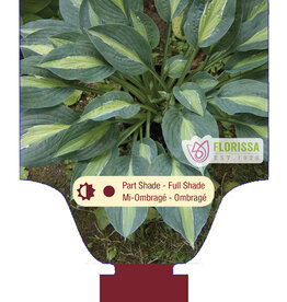 Hosta Kiwi Full Monty 1gal