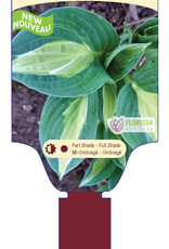 Hosta Hot Kiss 1gal