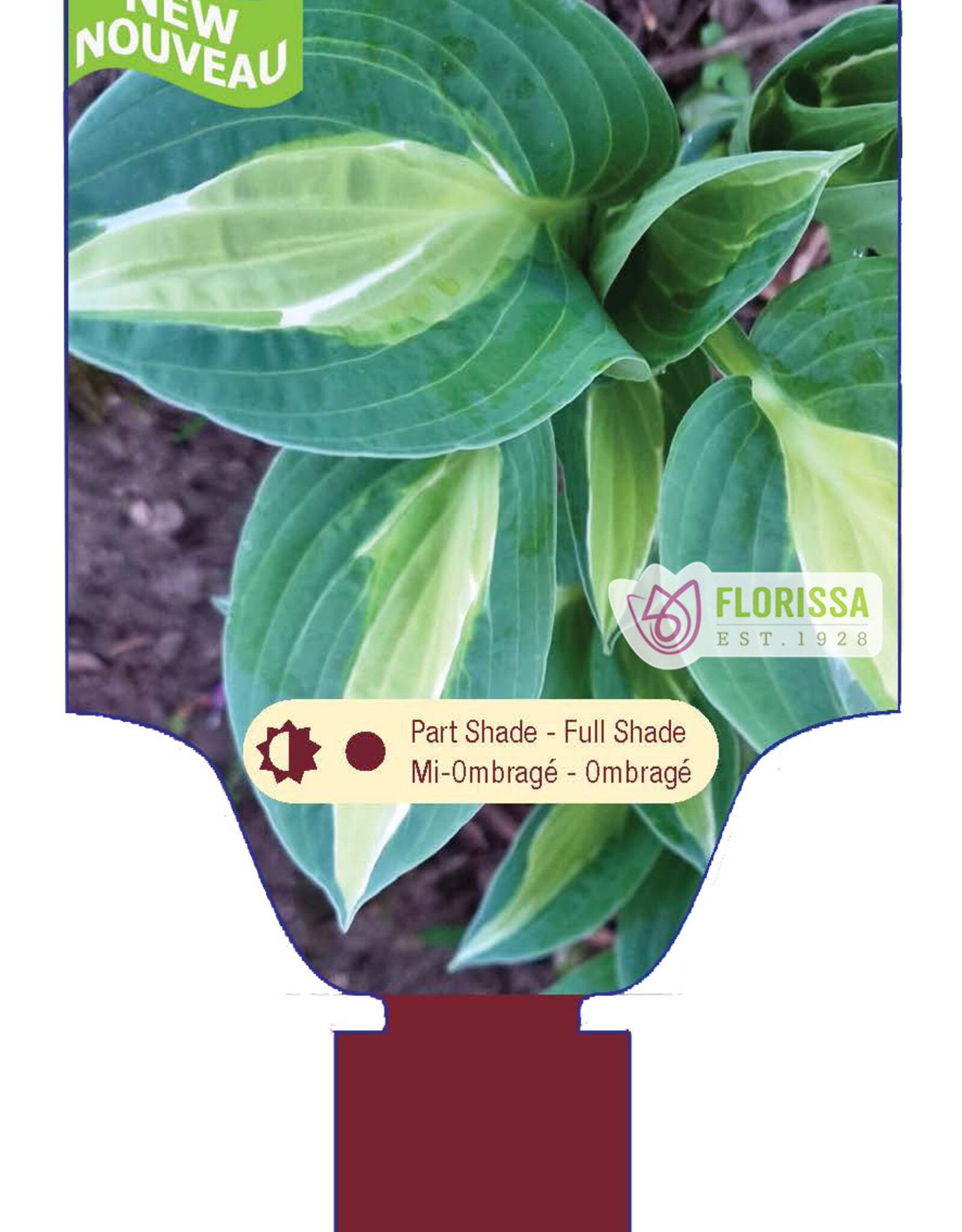 Hosta Hot Kiss 1gal