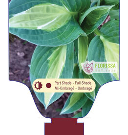 Hosta Hot Kiss 1gal