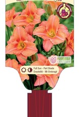 Daylily - Hemerocallis - South Seas Daylily 1gal