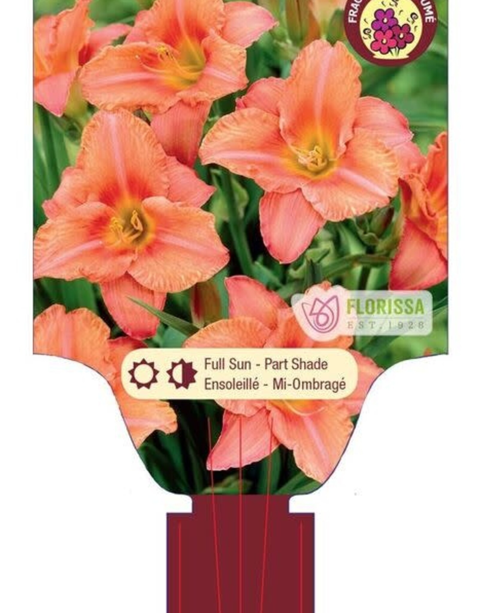 Daylily - Hemerocallis - South Seas Daylily 1gal